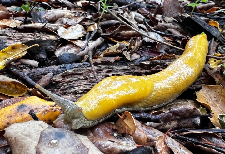 Banana Slug